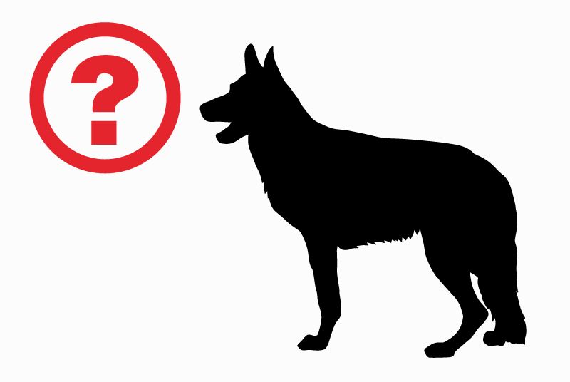 Discovery alert Dog  Male Clermont-de-Beauregard France