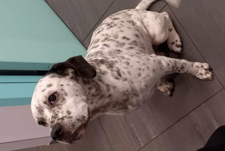 Fundmeldung Hund rassenmischung Weiblich Saint-Jacques-de-la-Lande Frankreich