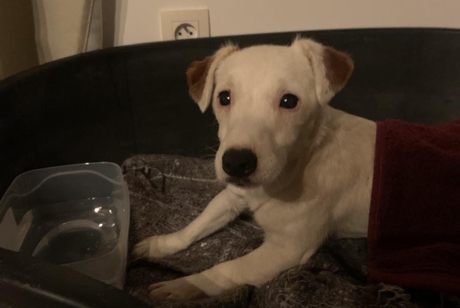 Fundmeldung Hund  Männliche Livré-sur-Changeon Frankreich