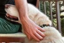 Vermisstmeldung Hund  Männliche , 2 jahre Pacé Frankreich