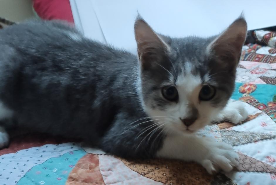 Fundmeldung Katze Männliche , Zwischen 1 und 3 Monaten Saint-Méen-le-Grand Frankreich
