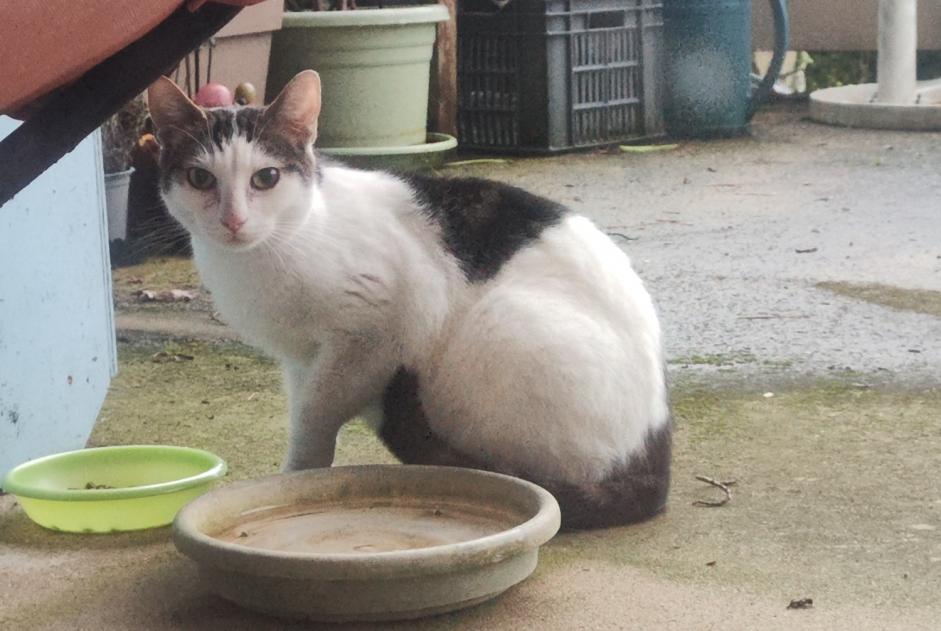 Fundmeldung Katze Unbekannt Montgermont Frankreich