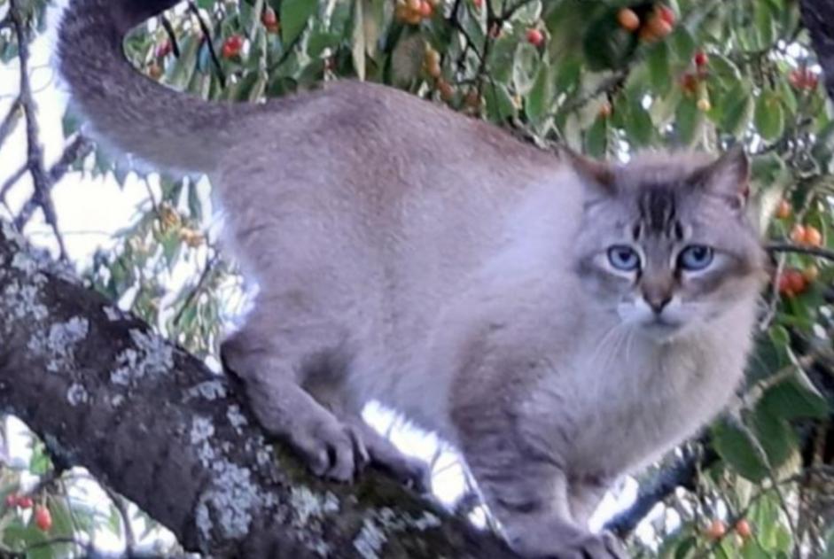 Vermisstmeldung Katze rassenmischung Männliche , 12 jahre La Bouëxière Frankreich
