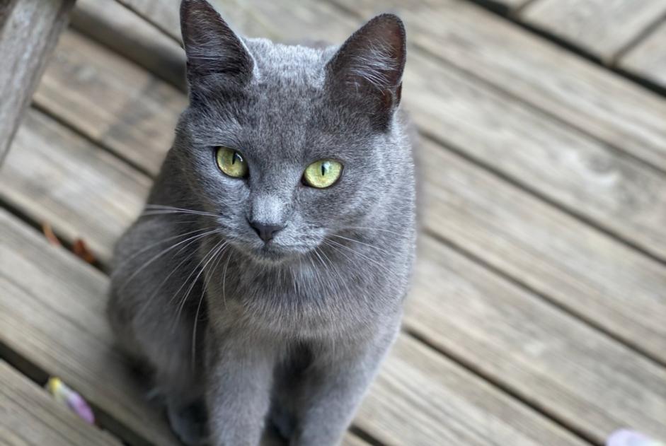 Vermisstmeldung Katze  Weiblich , 3 jahre Vern-sur-Seiche Frankreich