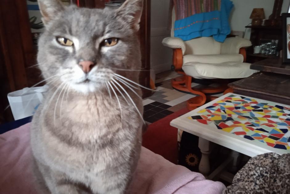 Vermisstmeldung Katze  Männliche , 11 jahre Trévérien Frankreich