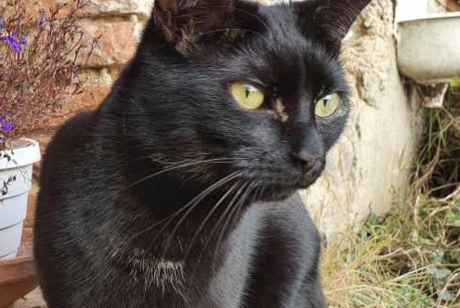 Vermisstmeldung Katze Männliche , 2 jahre Guignen Frankreich