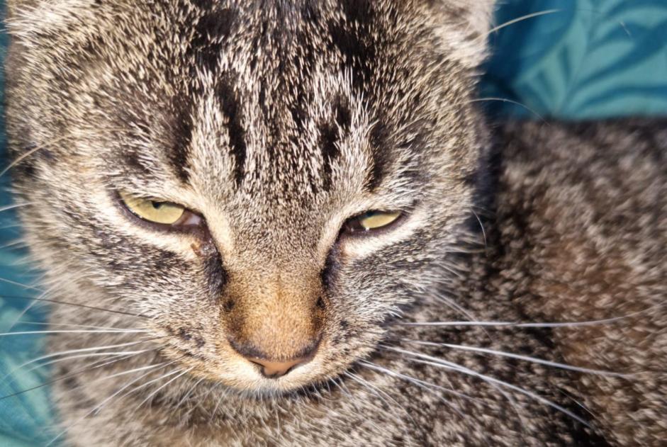 Vermisstmeldung Katze Weiblich , 3 jahre Vern-sur-Seiche Frankreich