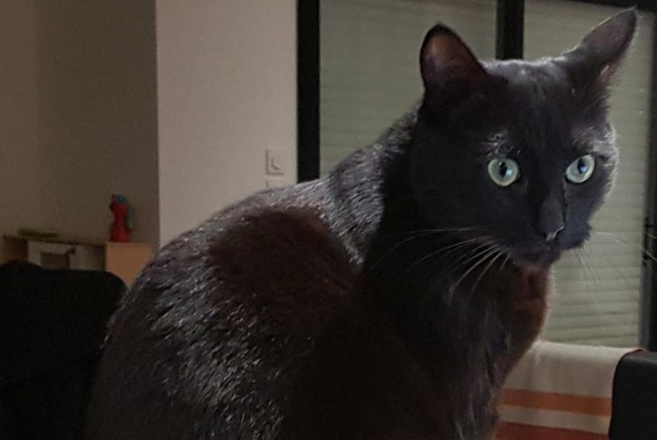 Alerta de Desaparición Gato Macho , 4 años Vitré Francia