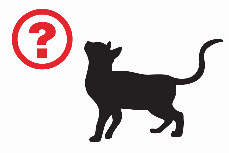 Alerta de Desaparición Gato Macho , 8 años La Chapelle-des-Fougeretz Francia Alerta de Desaparición Gato Macho , 8 años La Chapelle-des-Fougeretz Francia