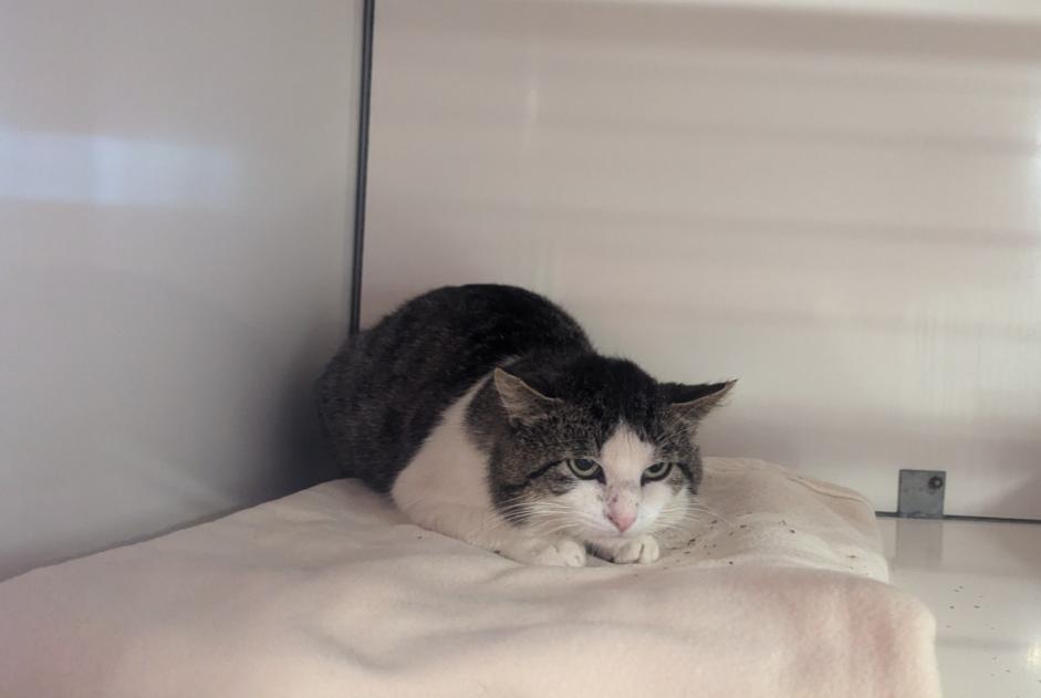 Alerta de Hallazgo Gato Macho Visseiche Francia