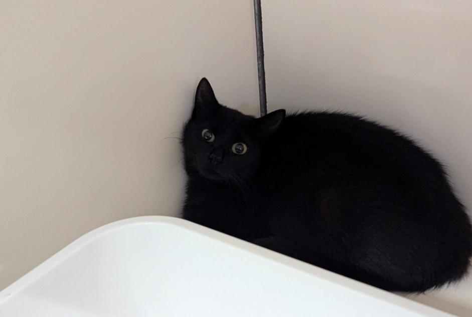 Alerta de Hallazgo Gato Hembra Visseiche Francia