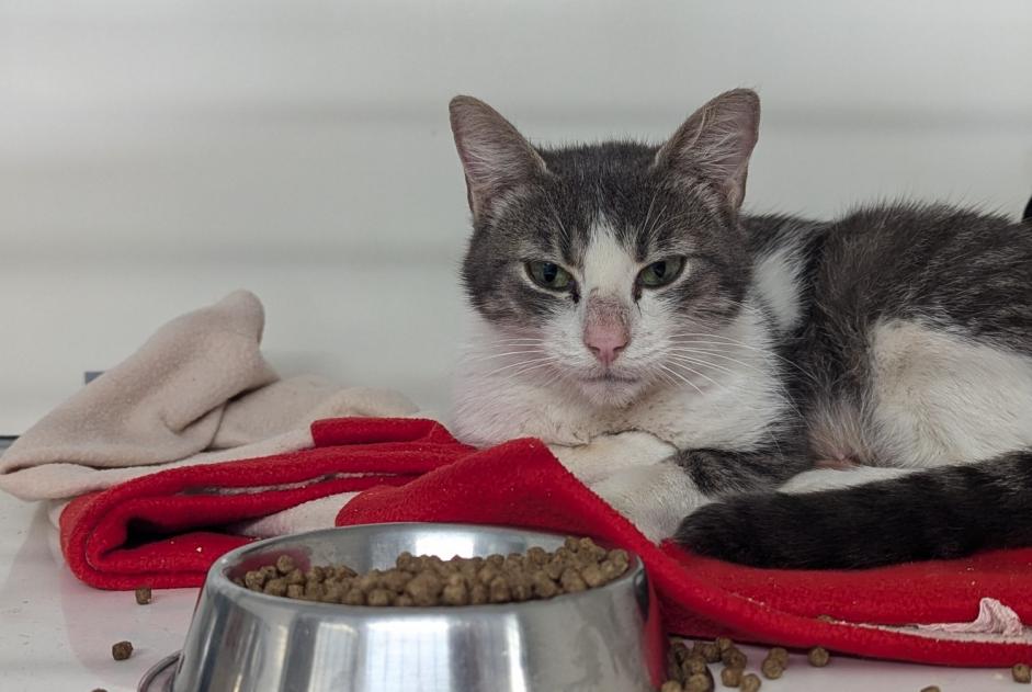 Alerta de Hallazgo Gato Hembra Vitré Francia