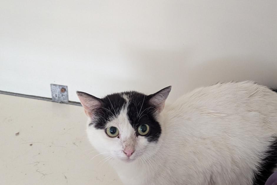 Alerta de Hallazgo Gato Hembra Vitré Francia Alerta de Hallazgo Gato Hembra Vitré Francia