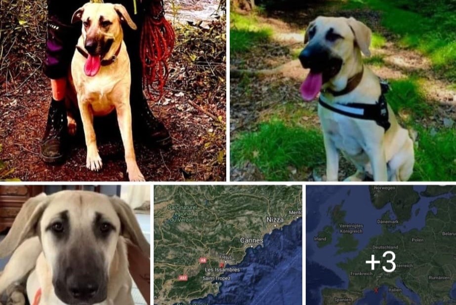 Alerta de Desaparición Perro cruce Hembra , 3 años Roquebrune-sur-Argens Francia