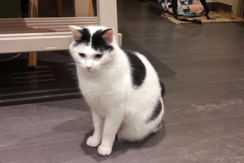 Alerte Disparition Chat  Mâle , 9 ans Saint-Aubin-du-Cormier France