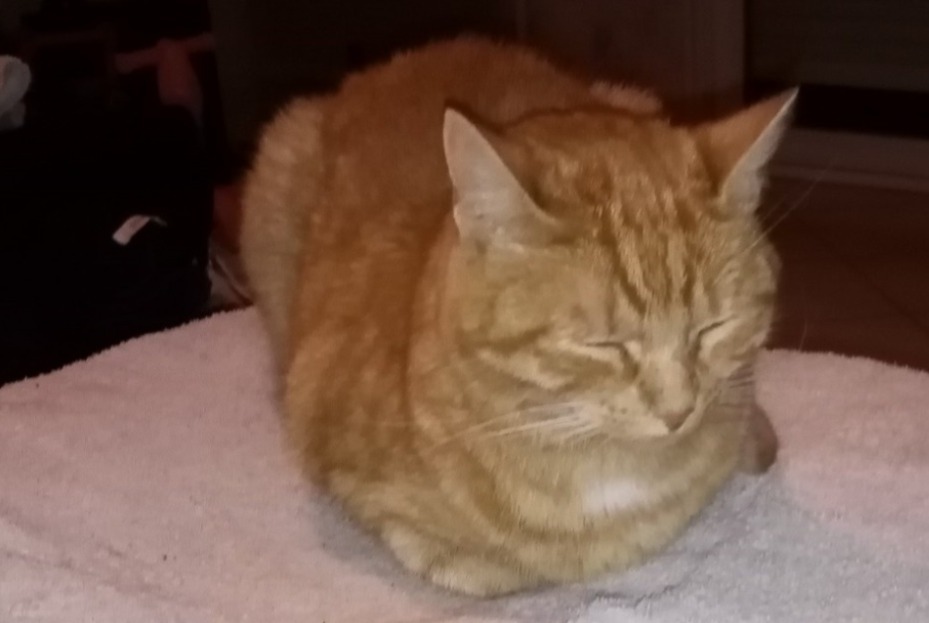 Alerte Disparition Chat croisement Femelle , 6 ans Landavran France