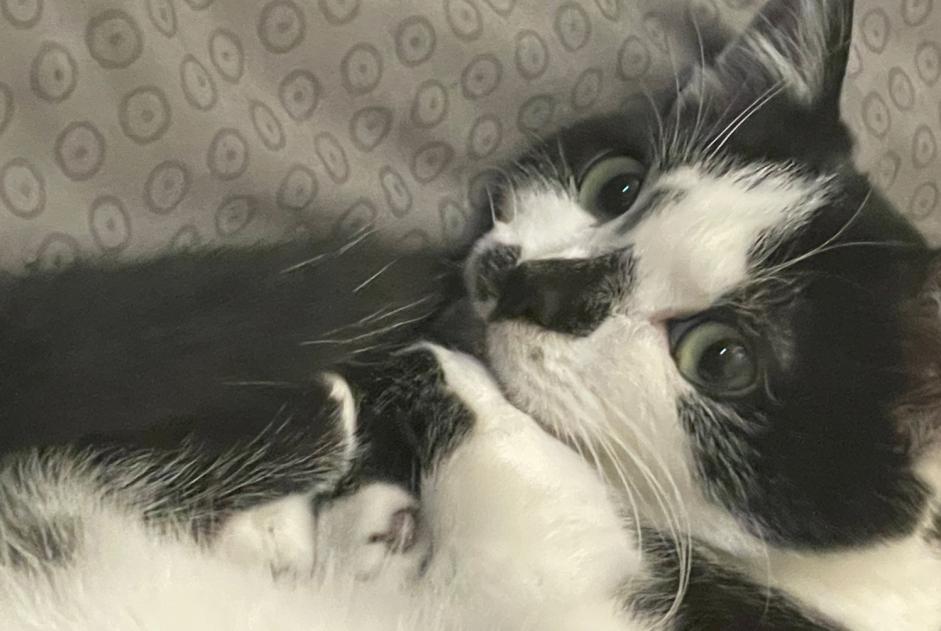 Alerte Disparition Chat Mâle , 4 ans Rennes France