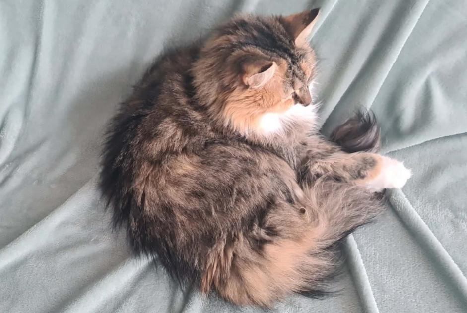 Alerte Disparition Chat  Femelle , 35 ans Rennes France