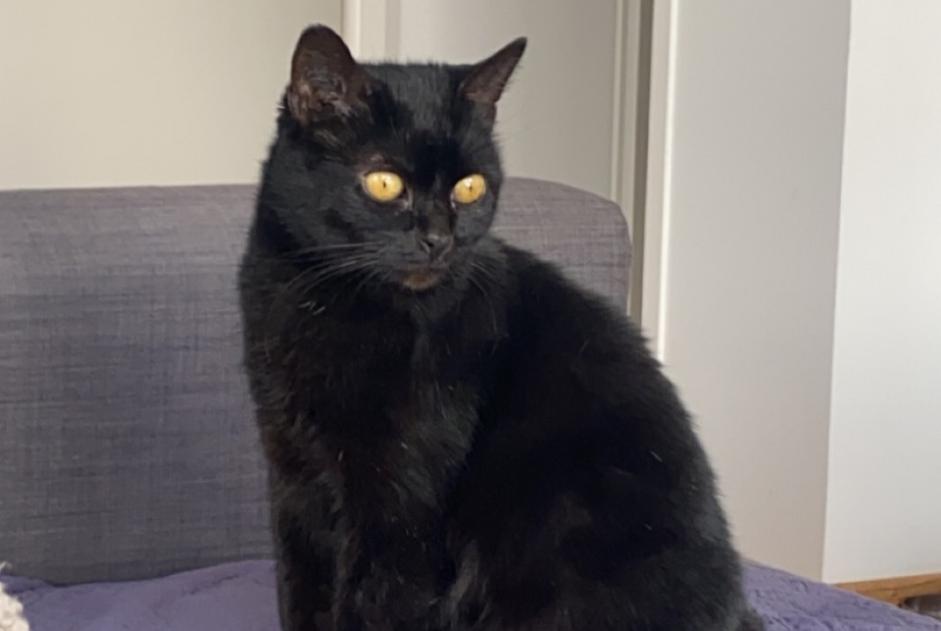 Alerte Disparition Chat Femelle , 13 ans Cesson-Sévigné France Alerte Disparition Chat Femelle , 13 ans Cesson-Sévigné France