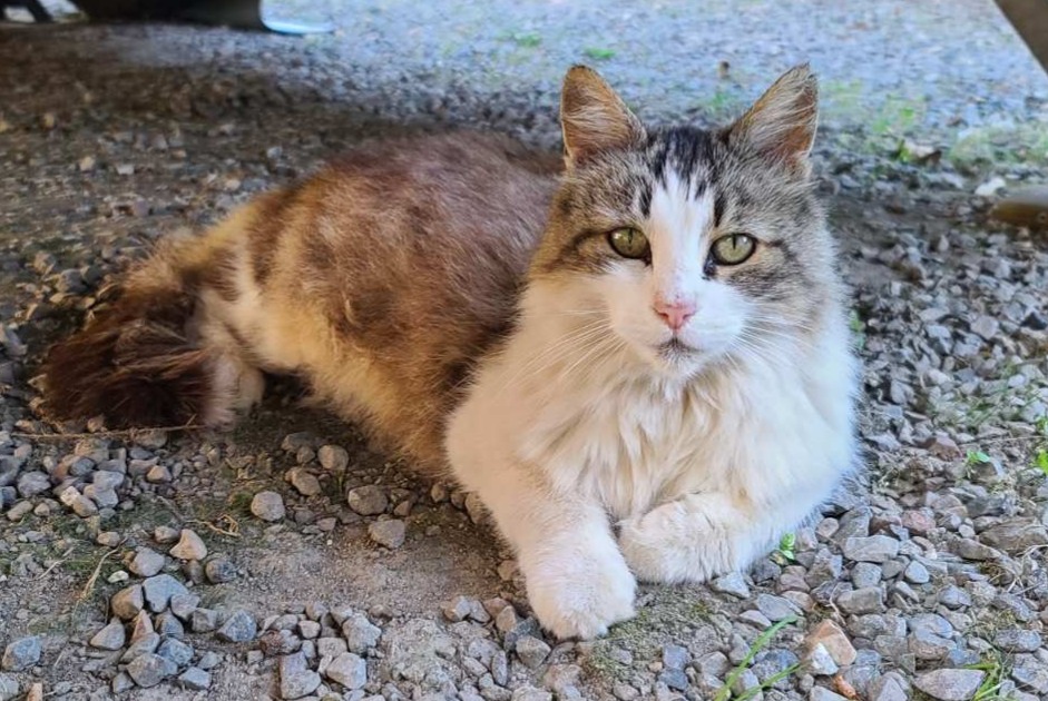 Alerte Découverte Chat Femelle La Mézière France