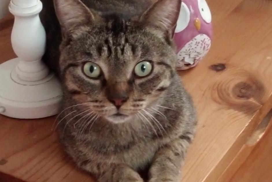Alerte Découverte Chat Mâle Vieux-Vy-sur-Couesnon France Alerte Découverte Chat Mâle Vieux-Vy-sur-Couesnon France