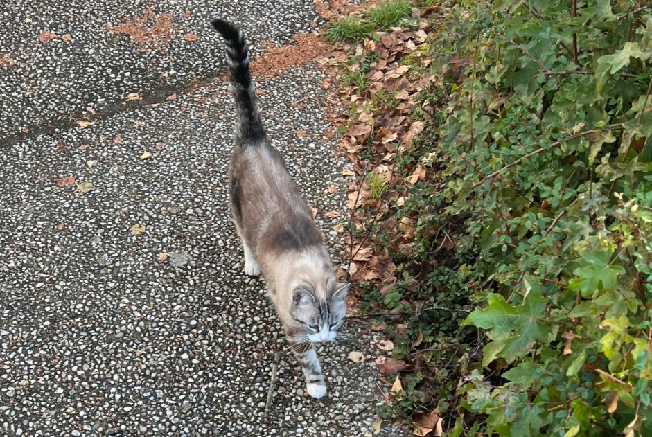 Alerte Découverte Chat Inconnu Rennes France Alerte Découverte Chat Inconnu Rennes France
