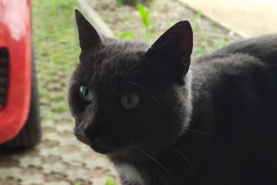 Alerte Découverte Chat Mâle Acigné France Alerte Découverte Chat Mâle Acigné France