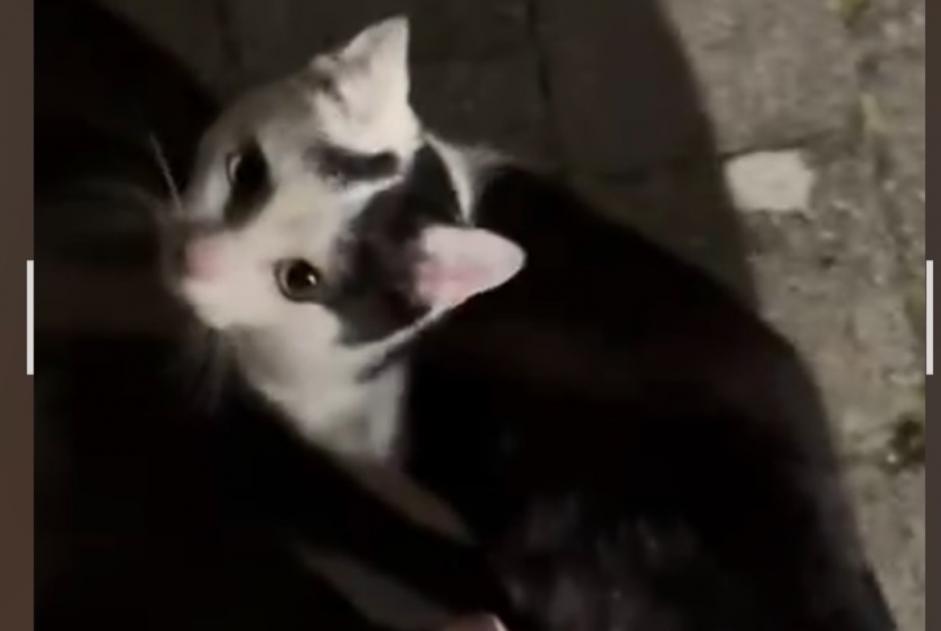 Alerte Découverte Chat Mâle Tourcoing France