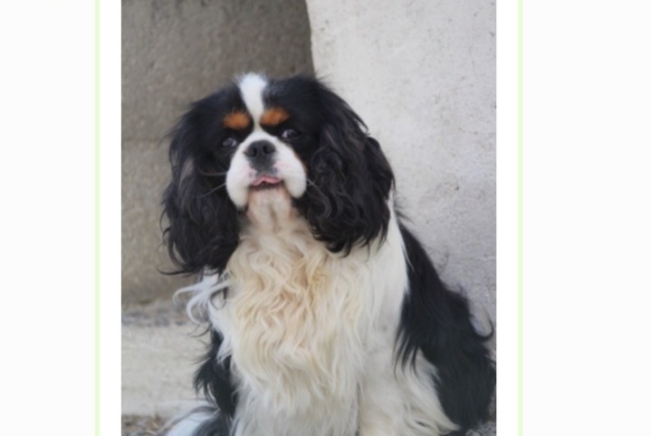 Alerte Disparition Chien  Mâle , 2 ans Rennes France