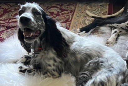 Alerte Disparition Chien Mâle , 6 ans Dol-de-Bretagne France Alerte Disparition Chien Mâle , 6 ans Dol-de-Bretagne France