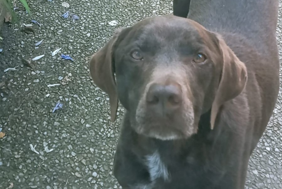 Alerte Disparition Chien  Mâle , 10 ans Dol-de-Bretagne France