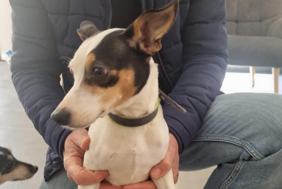Alerte Découverte Chien  Femelle Saint-Malo France