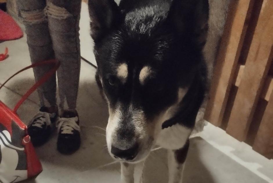Alerte Découverte Chien croisement Mâle Hirel France