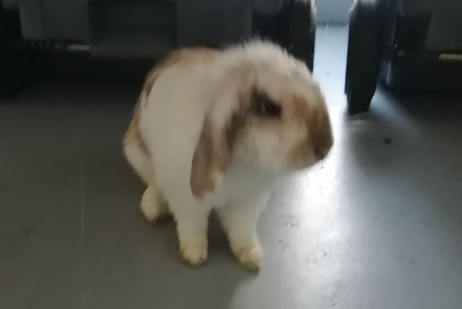 Alerte Découverte Lapin Mâle Mordelles France