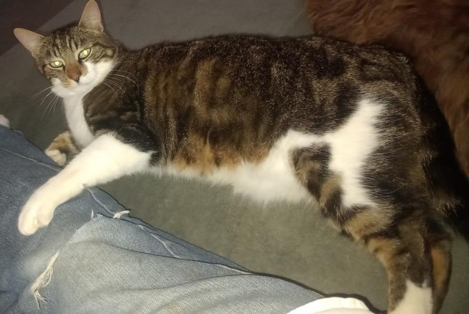 Avviso scomparsa Gatto incrocio di razze Maschio , 6 anni Médréac Francia