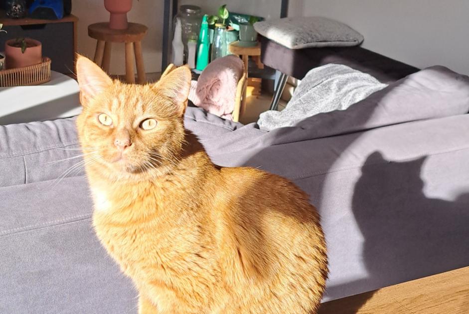 Avviso scomparsa Gatto Maschio , 5 anni Rennes Francia