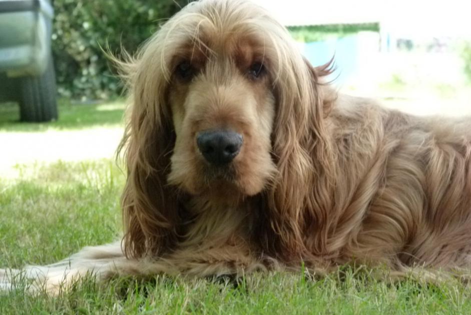 Verdwijningsalarm Hond  Mannetje , 11 jaar Piré-Chancé Frankrijk