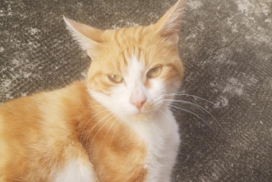 Ontdekkingsalarm Kat Mannetje Pont-Péan Frankrijk