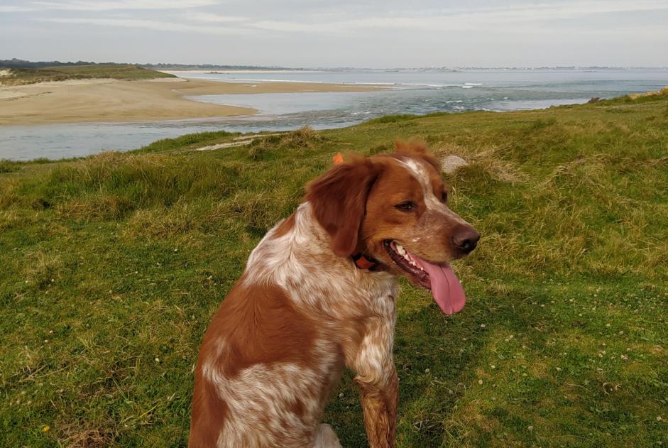 Alerta desaparecimento Cão  Macho , 2 anos Cesson-Sévigné France
