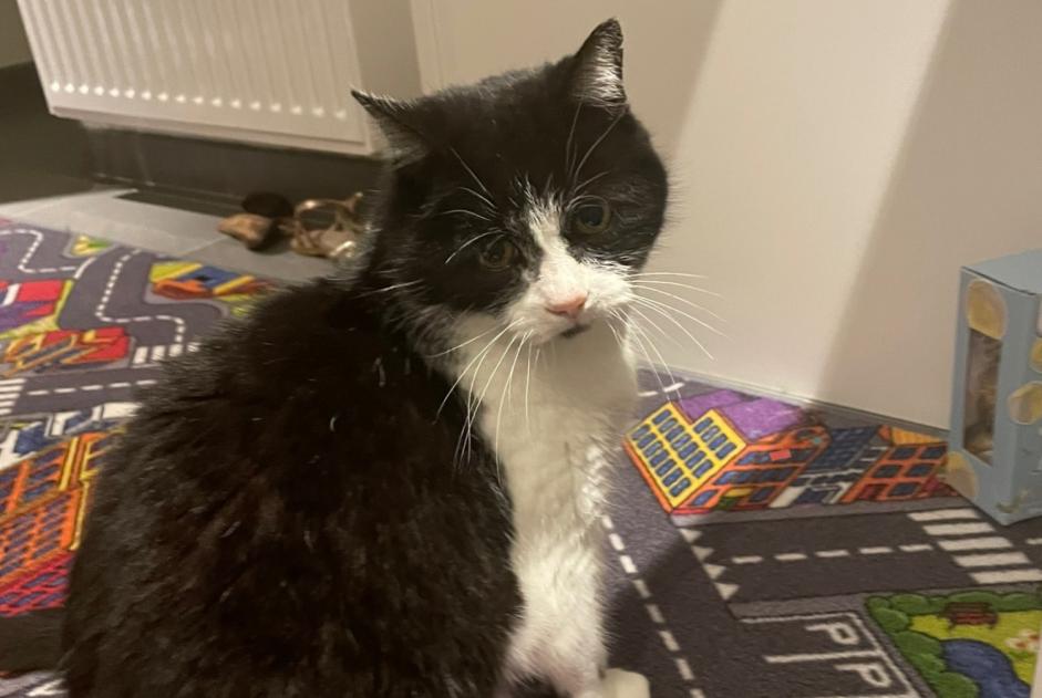 Alerta desaparecimento Gato  Fêmea , 15 anos Rennes France
