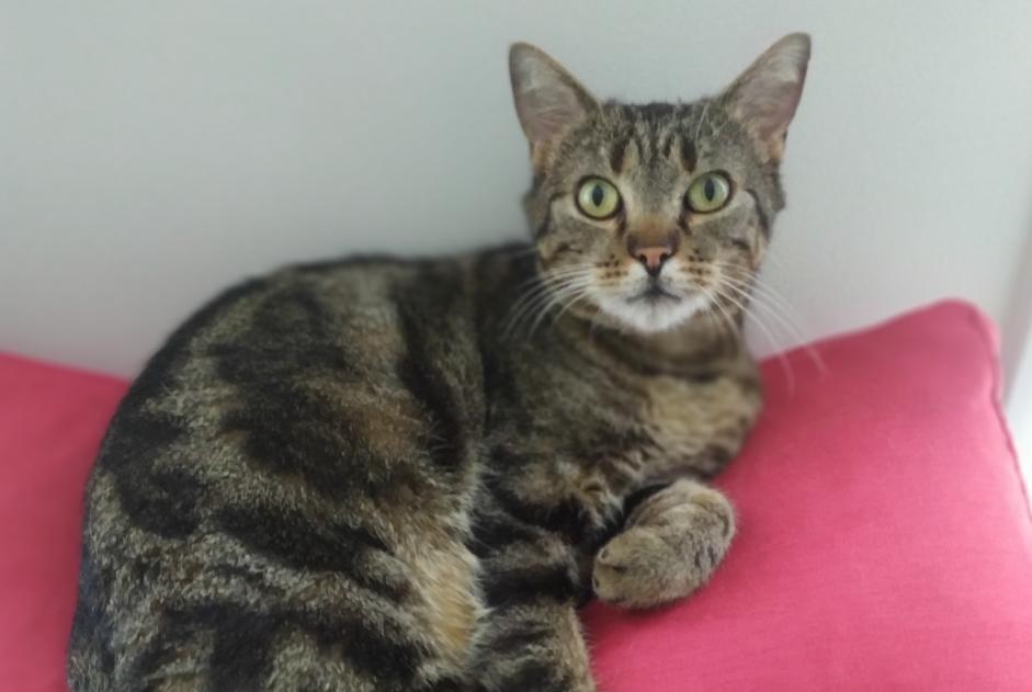 Alerta desaparecimento Gato Macho , 1 anos Bruz France Alerta desaparecimento Gato Macho , 1 anos Bruz France